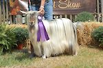 MCH MCH Bells Goats Queenie 