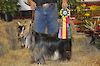 MCH MCH Bells Goats Pricilla 