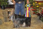 MCH MCH Bells Goats Pricilla 