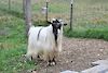  MCH Bells Goats Little Joe 