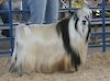 MCH MCH Bells Goats Elvis 