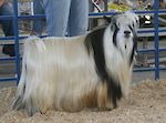 MCH MCH Bells Goats Elvis 