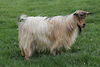  Bells Goats Camary 