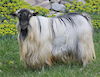 MCH MCH  Bells Goats Fabio 