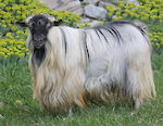 MCH MCH  Bells Goats Fabio 
