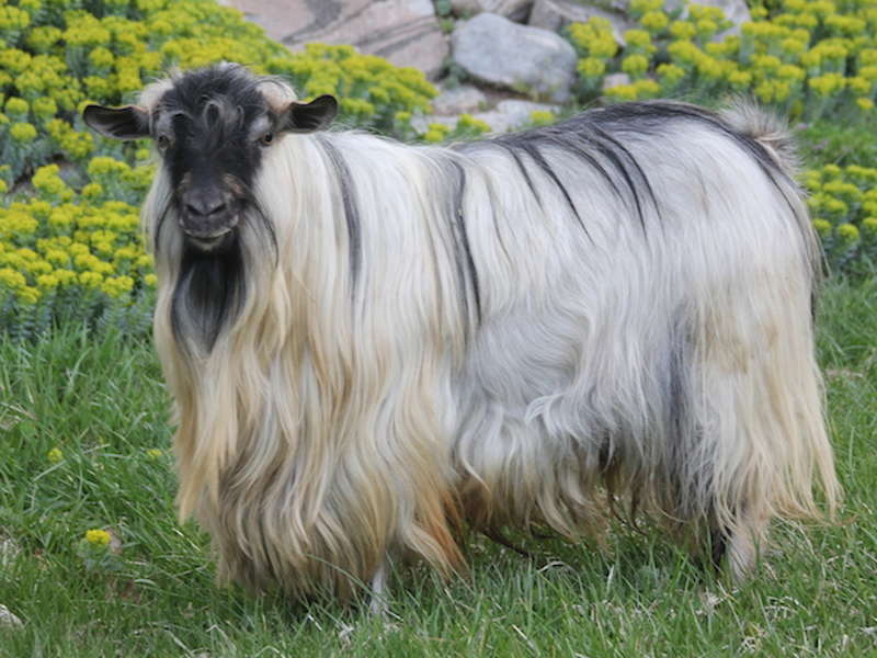 MCH  Bells Goats Fabio