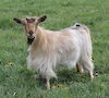  Bells Goats Cindy 