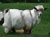 MCH MCH Bells Goats Patch 