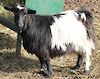  Bells Goats Fancy Girl 