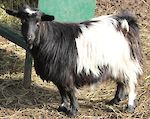  Bells Goats Fancy Girl 