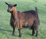  Bells Goats Mercadies 
