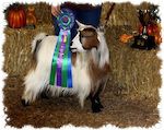 MCH MCH Flying J Bessie's Bling 