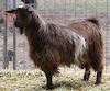  Bells Goats A Uno 