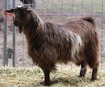  Bells Goats A Uno 