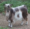 MCH MCH Bells Goats Miss Ella 