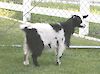  Bells Goats Sissie 
