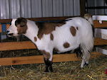  LUA Bessie's Girl 