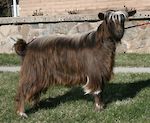  MCH Bells Goats Miss Ellie 