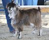 MCH MCH Bells Goats Triton 