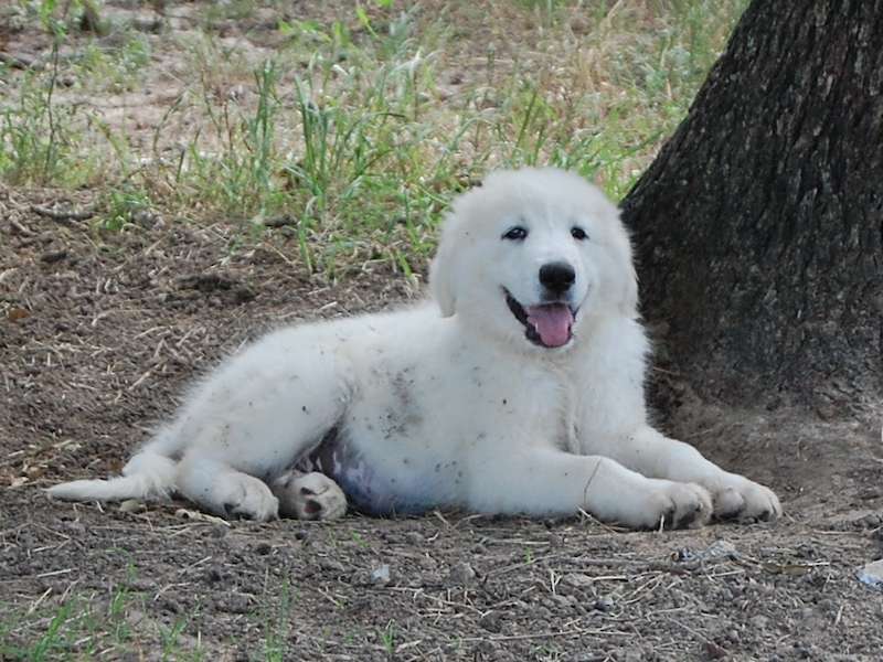 Patches, our first female LGD.