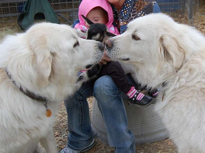 Our first LGD's. Brothers Jethro & Gabriel. Nose kisses.  So miss those hunks of love.