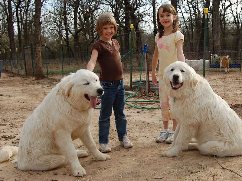LGD's Jethro & Gabriel with granddaughters Maggie and Gracie.
