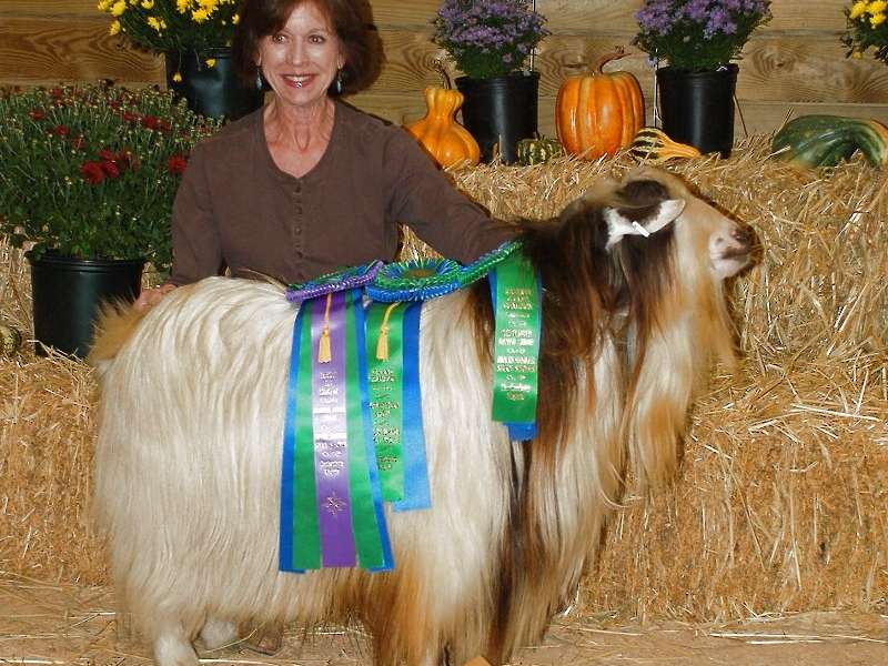 The first herdsire- MCH Silo-Views Mr. Bixley.  Best in Show,