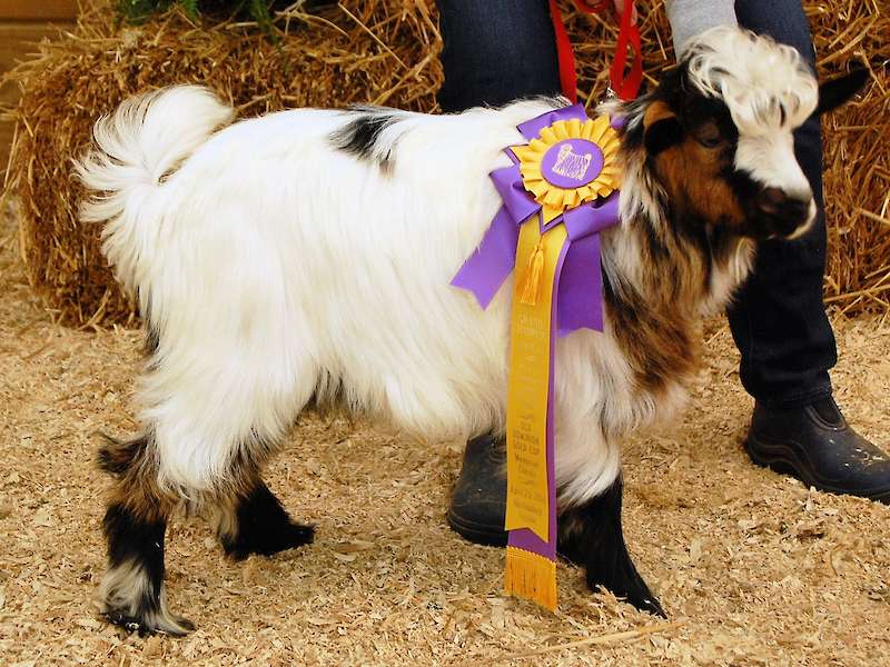 Randolph's Imadoozie earning a Grand Champion Jr Buck at 7 months.