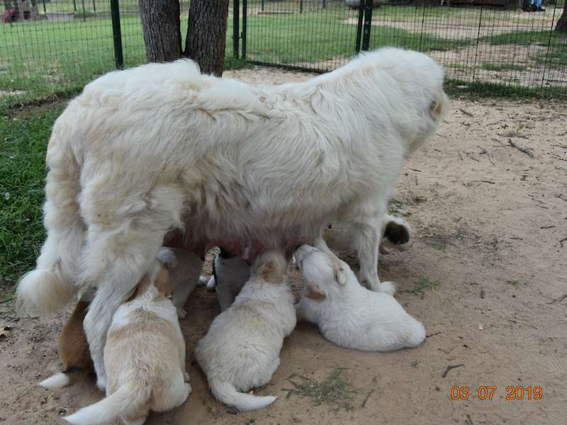 LGD Patches with her first set of 10 pups.  Such a great mom.