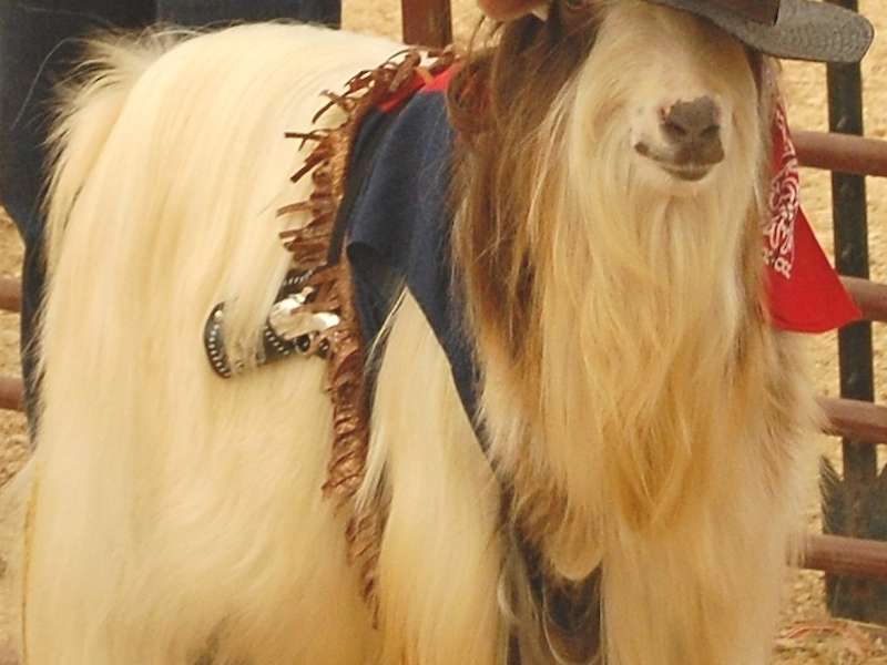 There is a new sheriff in town.