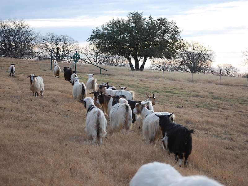 Time for grazing