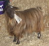  Bells Goats Caroline 