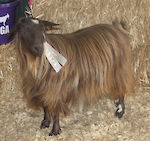  Bells Goats Caroline 