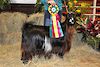  Bell's Goats Gypsy 