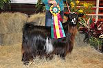 Bell's Goats Gypsy 