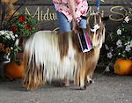 MCH Frassenei Farms Curly Wurly 