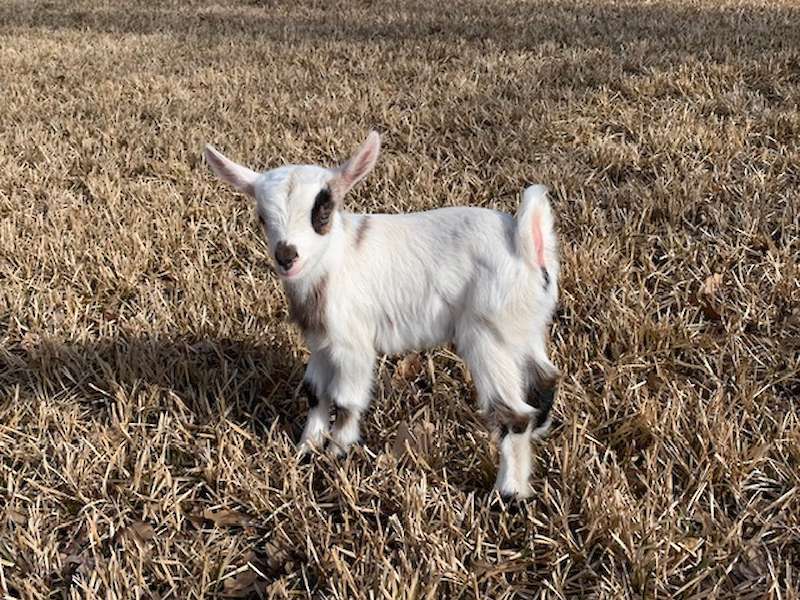 Randolph's Prairie  Dancer