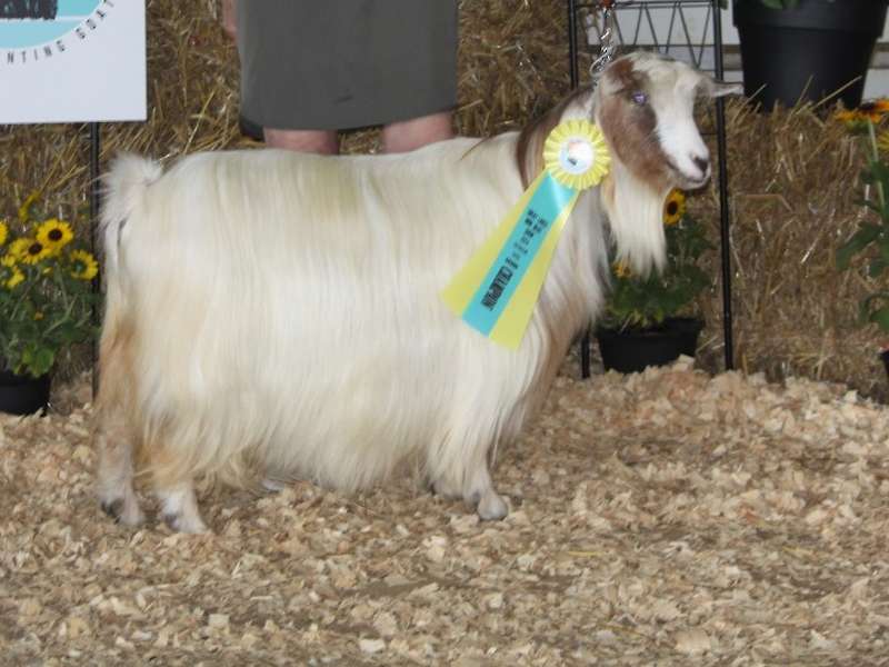MCH Gramercy Park Goats Chanel