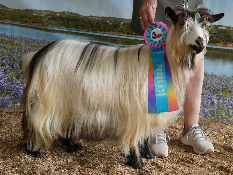 MCH Randolph's Razzle Dazzle X MCH Bluebonnet Acres Mojito